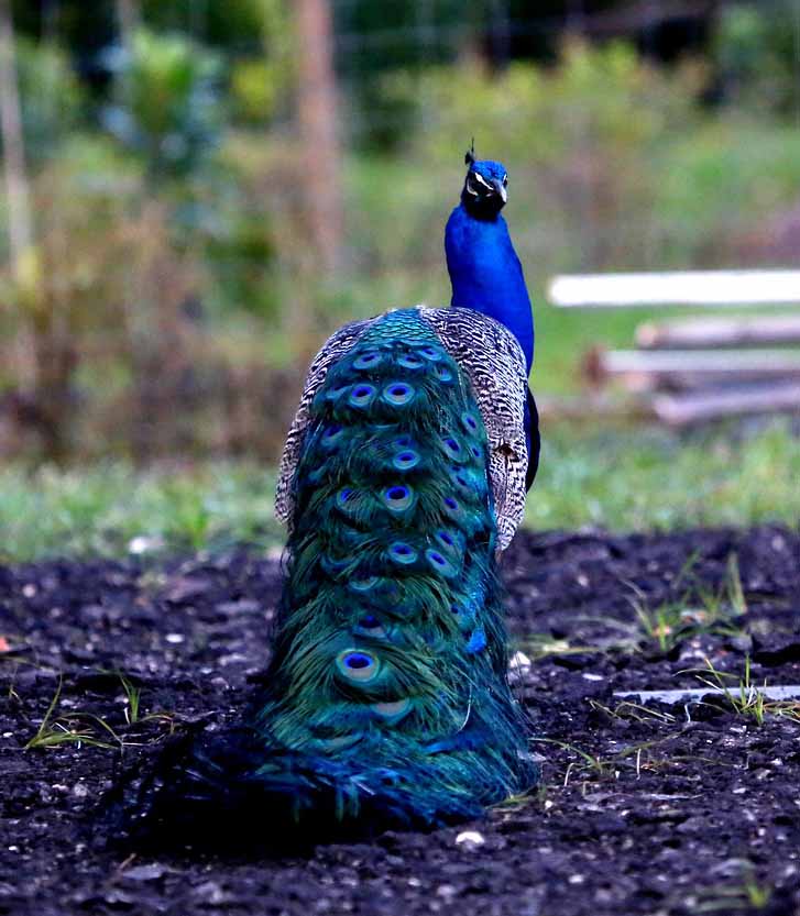 Celebrating National Peacock Day